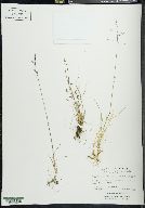 Poa arctica image