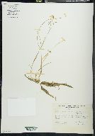 Poa arctica image