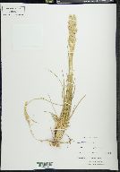 Poa arachnifera image