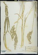 Poa arachnifera image