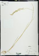 Poa arida image