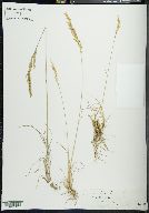 Poa secunda var. nevadensis image