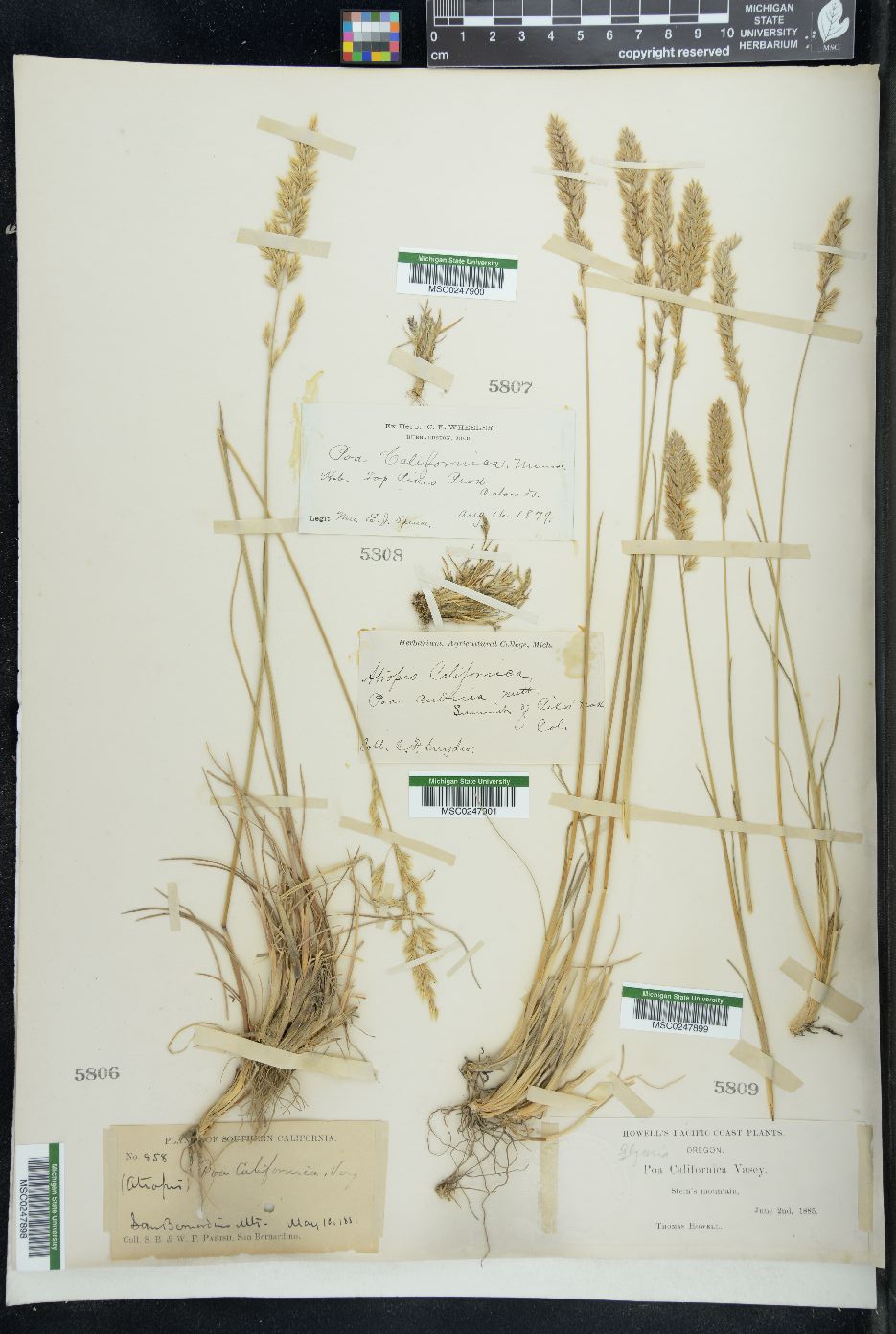 Poa secunda var. scabrella image