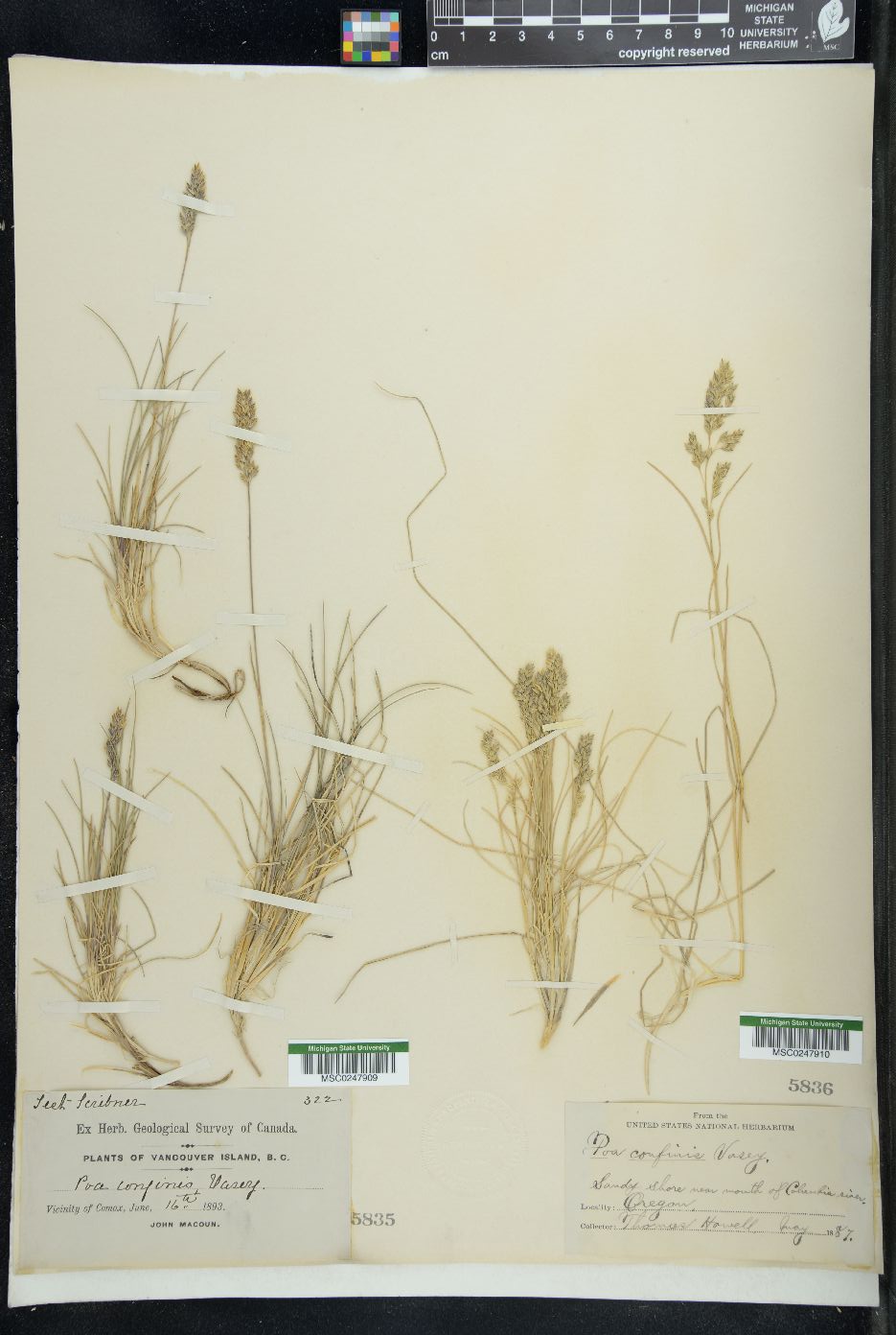 Poa confinis image