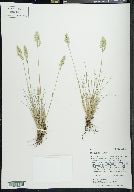 Poa cusickii image