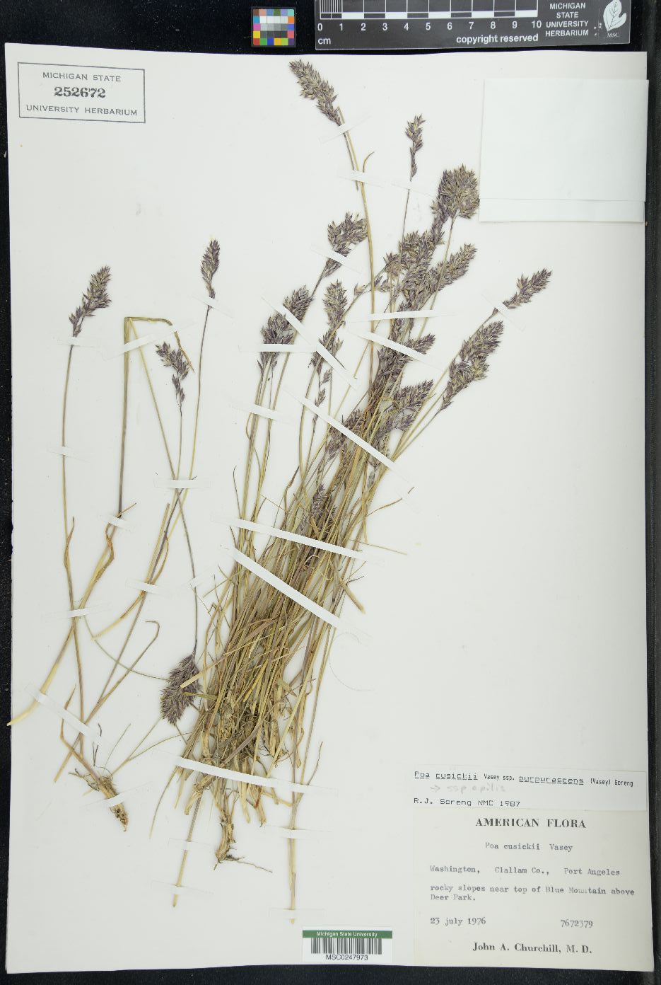 Poa cusickii subsp. purpurascens image