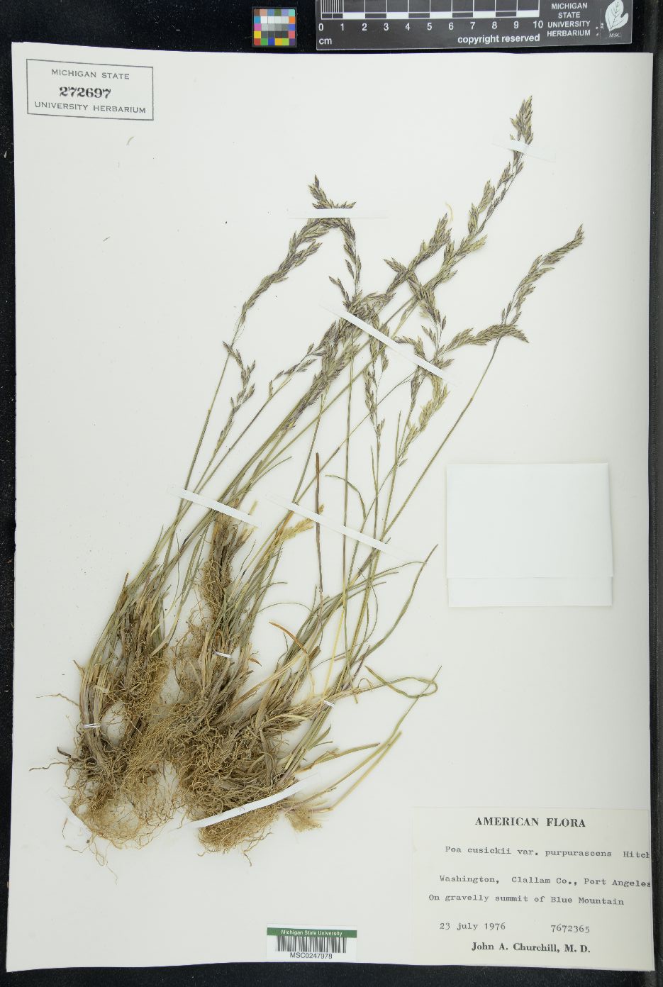 Poa cusickii var. purpurascens image