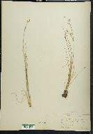 Juncus georgianus image