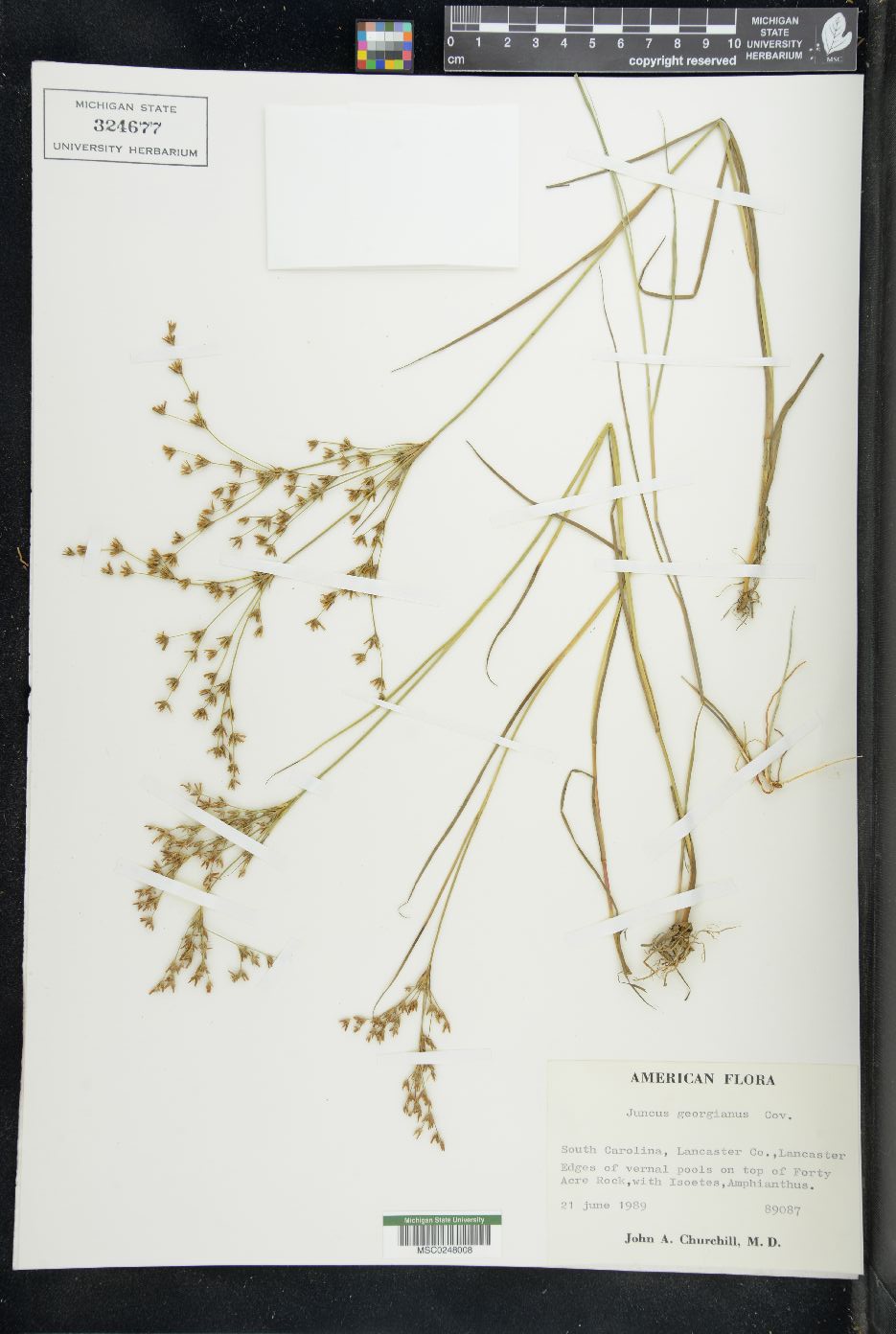 Juncus gerardii image