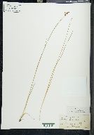 Juncus gerardii image