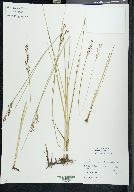 Juncus gerardii image