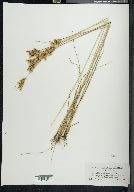 Juncus brachyphyllus image