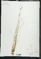 Juncus interior image