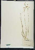 Juncus longistylis image