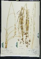 Juncus longistylis image