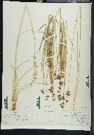 Juncus longistylis image