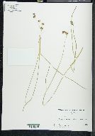 Juncus longistylis image