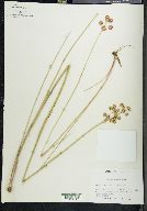 Juncus megacephalus image