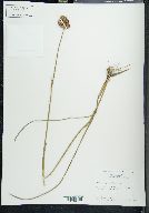 Juncus megacephalus image