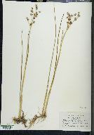 Juncus militaris image