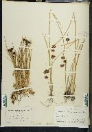 Juncus mertensianus image