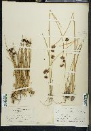 Juncus mertensianus image