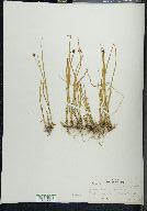 Juncus mertensianus image