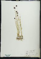 Juncus mertensianus image