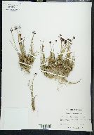 Juncus mertensianus image