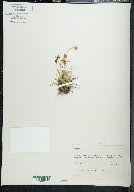 Juncus mertensianus image