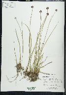 Juncus mertensianus image