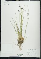 Juncus mertensianus image