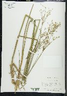 Juncus nodatus image