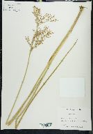 Juncus nodosus image