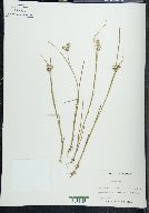 Juncus nodosus image