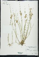 Juncus nodosus image