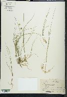 Juncus nodosus image