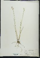 Juncus nodosus image