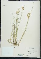 Juncus nodosus image