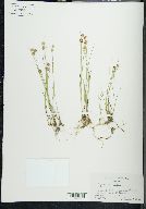 Juncus nodosus image