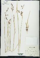 Juncus nevadensis image