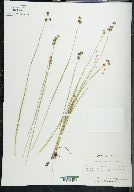 Juncus nevadensis image