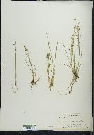 Juncus nevadensis image