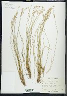 Juncus parryi image