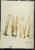 Juncus parryi image