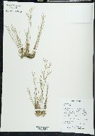 Juncus pelocarpus image