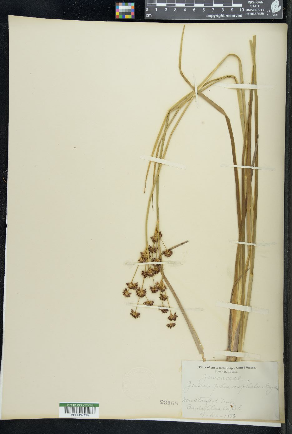 Juncus phaeocephalus image