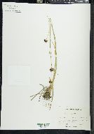 Juncus regelii image