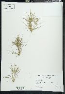 Juncus repens image