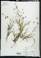 Juncus repens image